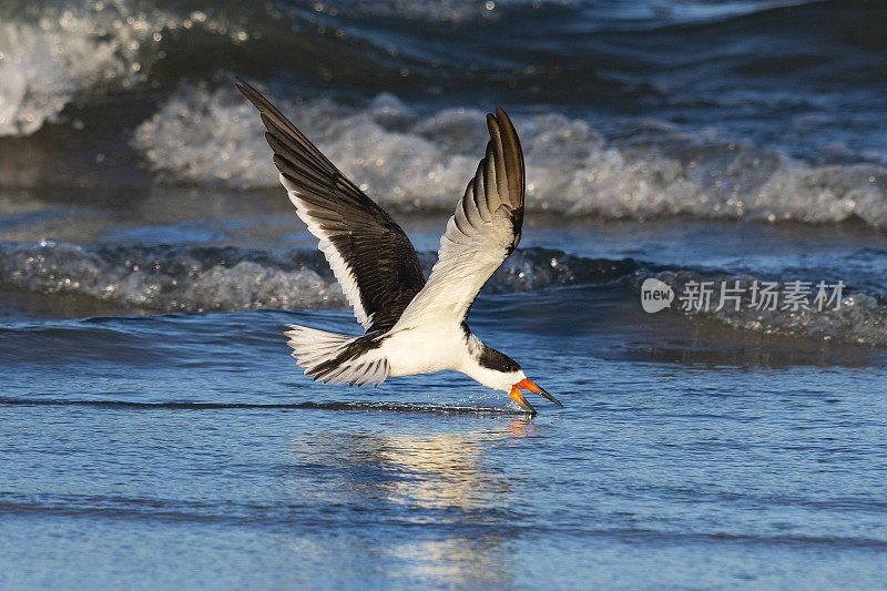 黑Skimmer, rynchops niger，在飞行中进食